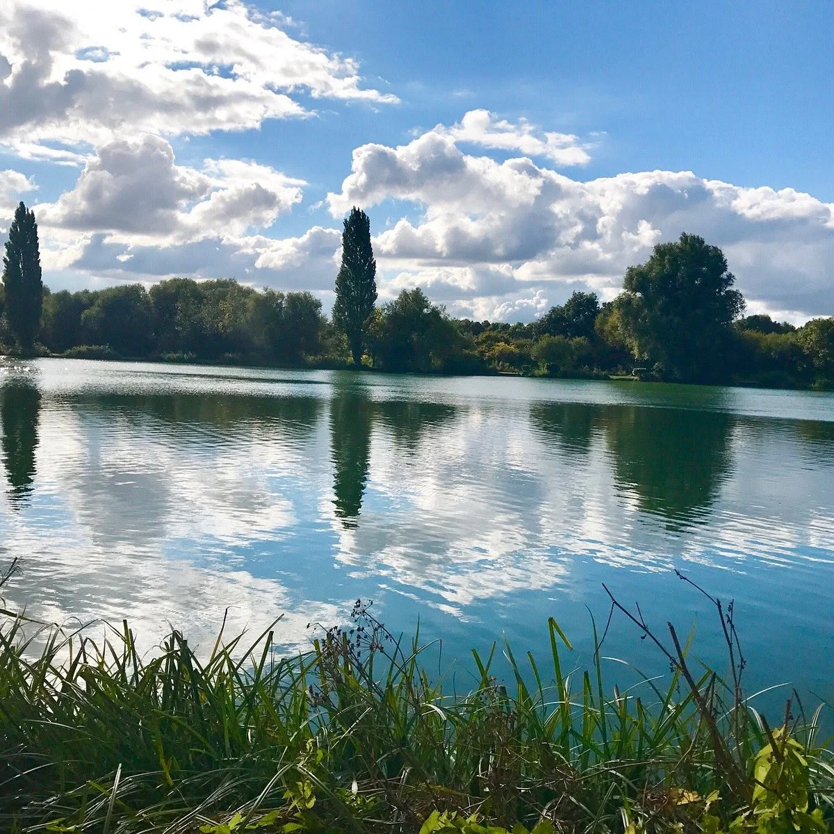 A wide lake reflecting white clouds and blue sky, with tall poplar trees on the far bank and reeds in the foreground